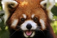 /album/%c2%a1-los-mas-fascinantes-animales-%21/panda-rojo-jpg1/